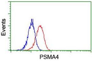 Image no. 2 for anti-Proteasome Subunit alpha 4 (PSMA4) antibody (ABIN1500456) (PSMA4 antibody)