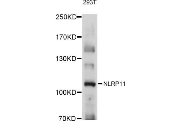 NLRP11 antibody  (AA 420-600)