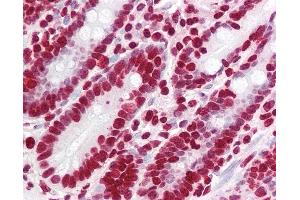 Anti-YPEL5 antibody IHC staining of human small intestine. (YPEL5 antibody  (N-Term))