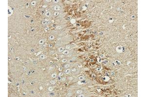 Immunohistochemical staining of guinea pig brain using anti-polysialic acid antibody  Formalin fixed guinea pig brain slices were were stained with a  at 3 µg/ml. (Recombinant Polysialic Acid antibody)