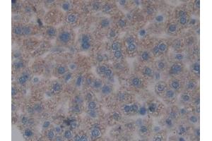IHC-P analysis of Mouse Liver Tissue, with DAB staining. (FOS antibody  (AA 6-240))