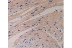 Detection of GCG in Mouse Heart Tissue using Polyclonal Antibody to Glucagon (GCG) (Glucagon antibody  (AA 21-180))