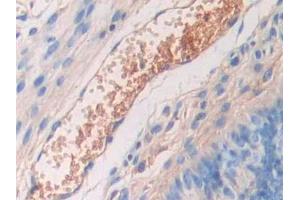 Used in DAB staining on fromalin fixed paraffin- embedded kidney tissue (Fetuin A antibody  (AA 19-250))