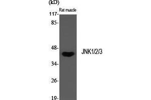 Western Blot (WB) analysis of specific cells using JNK1/2/3 Polyclonal Antibody. (JNK antibody  (Lys27))