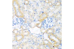 Immunohistochemistry of paraffin-embedded mouse kidney using CEACAM7 antibody. (CEACAM7 antibody)