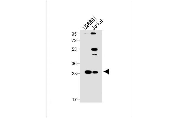 LAPTM5 antibody  (N-Term)