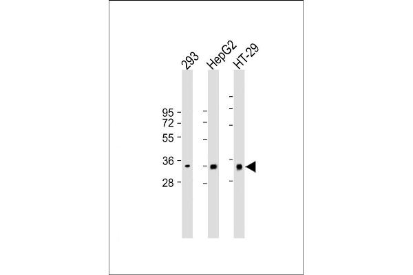 CLEC12B antibody  (C-Term)