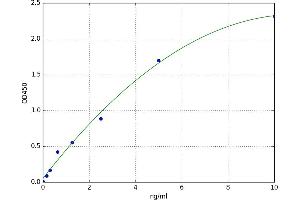 Cyclin-Dependent Kinase Inhibitor 3 (CDKN3) ELISA Kit