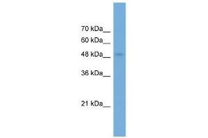 NPTX2 antibody used at 0. (NPTX2 antibody  (Middle Region))