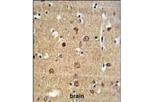 ADAM19 Antibody IHC analysis in formalin fixed and paraffin embedded brain tissue followed by peroxidase conjugation of the secondary antibody and DAB staining. (ADAM19 antibody  (AA 207-236))