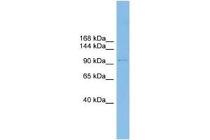 WB Suggested Anti-COPG Antibody Titration: 0. (COPG antibody  (N-Term))