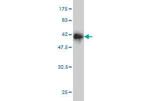 Western Blot detection against Immunogen (52. (GTF2I antibody  (AA 36-274))