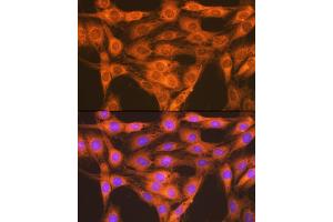 Immunofluorescence analysis of C6 cells using RA + RB Rabbit mAb (ABIN7269853) at dilution of 1:100 (40x lens). (RAP1A + RAP1B antibody)