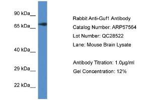 Western Blotting (WB) image for anti-GUF1 GTPase Homolog (GUF1) (C-Term) antibody (ABIN2787278) (GUF1 antibody  (C-Term))