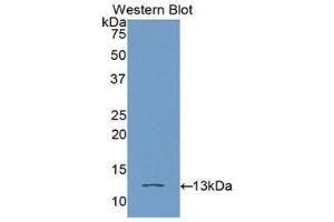 Western Blotting (WB) image for anti-High Mobility Group AT-Hook 1 (HMGA1) (AA 3-107) antibody (ABIN1078142) (HMGA1 antibody  (AA 3-107))