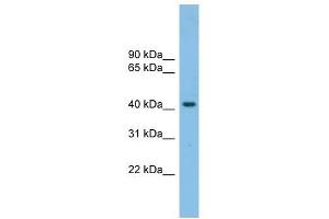 GPR87 antibody used at 1 ug/ml to detect target protein. (GPR87 antibody  (N-Term))
