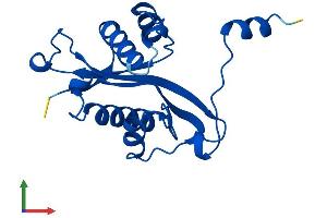 AlphaFold protein structure predicition of Human Recombinant SAT1 Protein, UniprotID P21673 (SAT1 Protein (AA 1-171) (His tag))