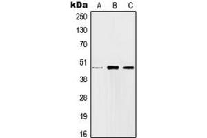 Western blot analysis of c-Jun expression in HEK293T (A), SP2/0 (B), H9C2 (C) whole cell lysates. (C-JUN antibody  (Center))