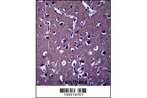 ZSWIM5 Antibody immunohistochemistry analysis in formalin fixed and paraffin embedded human brain tissue followed by peroxidase conjugation of the secondary antibody and DAB staining. (ZSWIM5 antibody  (N-Term))