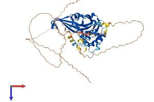 AlphaFold protein structure predicition of Human Recombinant USP17L17 Protein, UniprotID D6RBQ6 (USP17L17 Protein (AA 1-530) (His tag))
