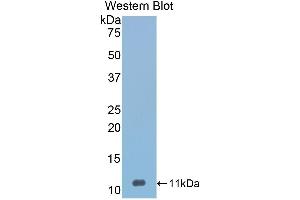 Western Blotting (WB) image for anti-serpin Peptidase Inhibitor, Clade A (Alpha-1 Antiproteinase, Antitrypsin), Member 12 (SERPINA12) (AA 71-148) antibody (ABIN3208032) (SERPINA12 antibody  (AA 71-148))