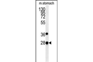 PREPL Antibody (C-term) (ABIN651755 and ABIN2840389) western blot analysis in mouse stomach tissue lysates (15 μg/lane). (PREPL antibody  (C-Term))