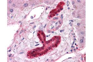 Anti-ESX1 antibody IHC of human liver. (ESX Homeobox 1 antibody  (Internal Region))