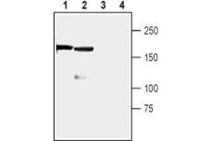 Western blot analysis of rat (lanes 1 and 3) and mouse (lanes 2 and 4) brain lysates: - 1,2.