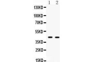 Anti- Cdc37 antibody, Western blotting All lanes: Anti Cdc37 at 0. (CDC37 antibody  (C-Term))