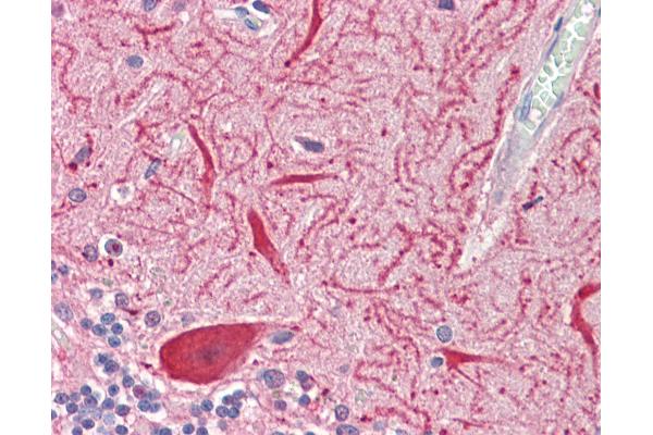 SLC2A13 antibody  (AA 268-297)
