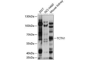 Western blot analysis of extracts of various cell lines, using TCTN1 antibody (ABIN7270757) at 1:1000 dilution. (TCTN1 antibody  (AA 130-310))