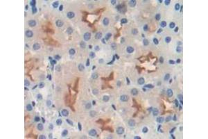 Used in DAB staining on fromalin fixed paraffin- embedded kidney tissue (Integrin beta 4 antibody  (AA 1098-1356))