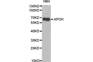 Western blot analysis of NB4 cell lysate using APOH antibody. (APOH antibody  (AA 21-345))