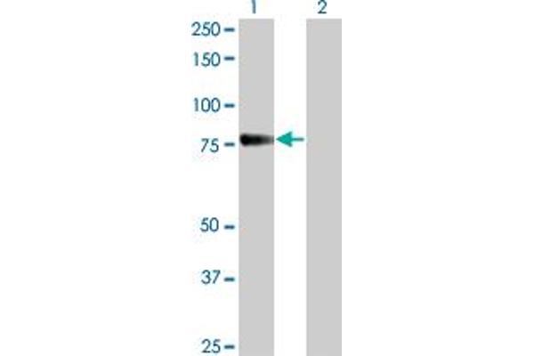 CDH6 antibody  (AA 513-612)