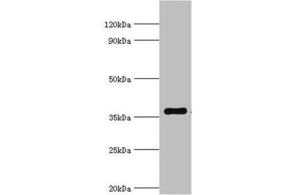 WDR5 antibody  (AA 1-334)