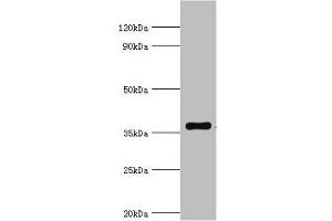 Western blot All lanes: WDR5 antibody at 2 μg/mL + A431 whole cell lysate Secondary Goat polyclonal to rabbit IgG at 1/10000 dilution Predicted band size: 37 kDa Observed band size: 37 kDa (WDR5 antibody  (AA 1-334))