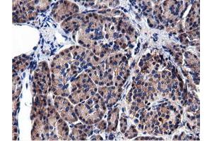 Immunohistochemical staining of paraffin-embedded Human Kidney tissue using anti-CBWD1 mouse monoclonal antibody. (CBWD1 antibody)