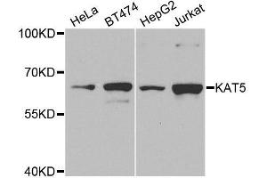 Western blot analysis of extracts of various cell lines, using KAT5 antibody. (KAT5 antibody  (AA 1-230))
