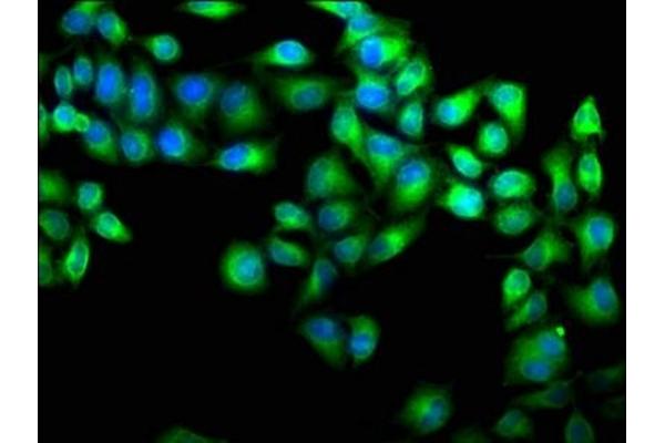 CAB39 antibody  (AA 28-290)