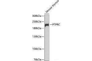 Western blot analysis of extracts of Mouse thymus using PTPRC Polyclonal Antibody at dilution of 1:1000. (CD45 antibody)