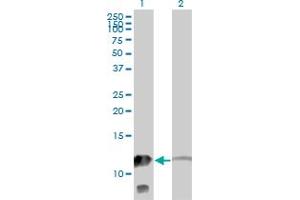 Western Blot analysis of MTPN expression in transfected 293T cell line by MTPN monoclonal antibody (M14), clone 1F3. (MTPN antibody  (AA 1-118))