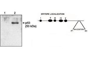 Western blot analysis  using p53 cln HR231 antibody at 1 µg/ml on native H1299 cells (1) and H1299 cells transfected with human p53. (p53 antibody  (AA 371-380))