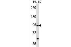 Western Blotting (WB) image for anti-Protocadherin alpha 12 (PCDHA12) antibody (ABIN2997167) (PCDHA12 antibody)