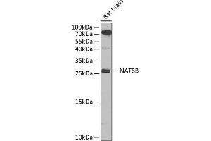 Western blot analysis of extracts of rat brain, using NB antibody (ABIN6132989, ABIN6144383, ABIN6144385 and ABIN6223030) at 1:1000 dilution. (NAT8B antibody  (AA 75-165))