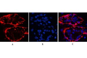 Immunofluorescence analysis of human breast tissue. (KRT17 antibody)