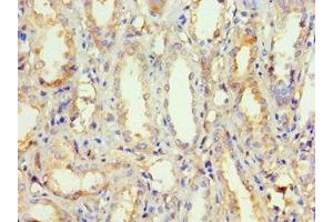 Immunohistochemistry of paraffin-embedded human kidney tissue using ABIN7162919 at dilution of 1:100 (Periostin antibody  (AA 557-836))