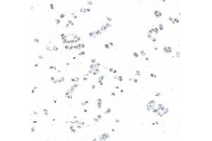 Immunocytochemistry (ICC) image for anti-Polybromo 1 (PBRM1) (AA 1-293) antibody (ABIN7454032)