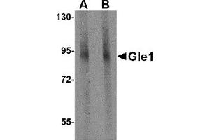 Western Blotting (WB) image for anti-GLE1 RNA Export Mediator (GLE1) (C-Term) antibody (ABIN1030413) (GLE1 antibody  (C-Term))
