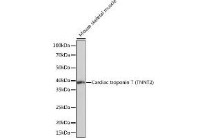 Western blot analysis of extracts of Mouse skeletal muscle, using Cardiac Cardiac troponin T (TNNT2) (TNNT2) Rabbit mAb (ABIN7266088) at 1:10000 dilution. (Cardiac Troponin T2 antibody)
