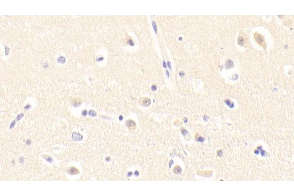 GTF2H5 antibody  (AA 1-71)